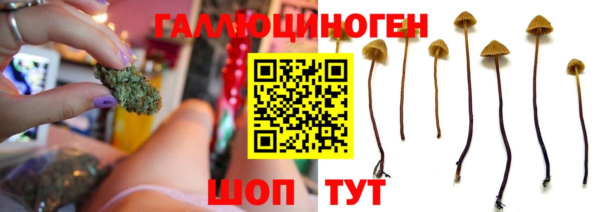 Галлюциногенные грибы Psilocybe Лесосибирск